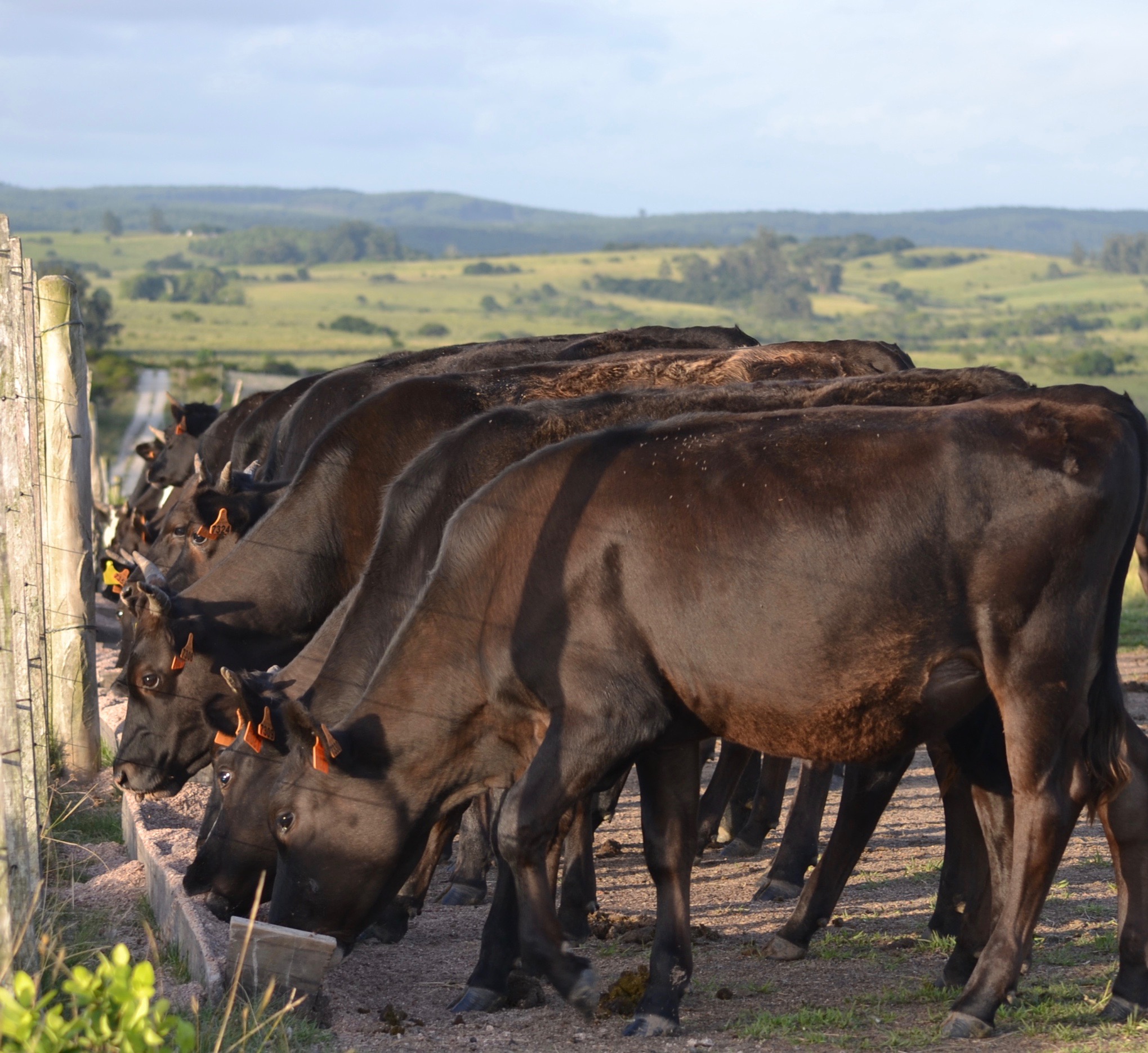 Wagyu Garzón