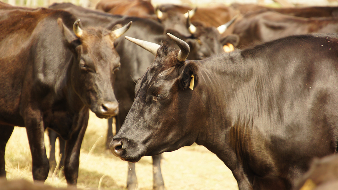 Wagyu Garzón