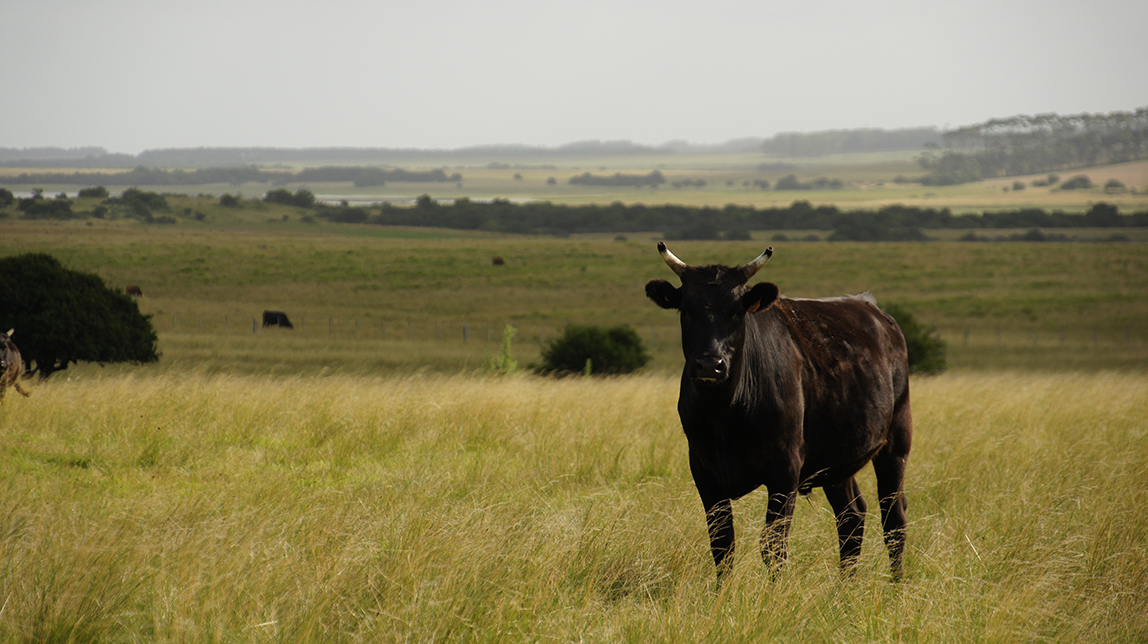 Wagyu Garzón