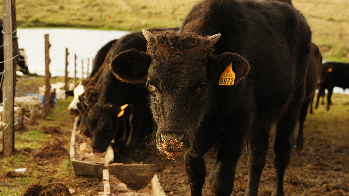 Wagyu Garzón